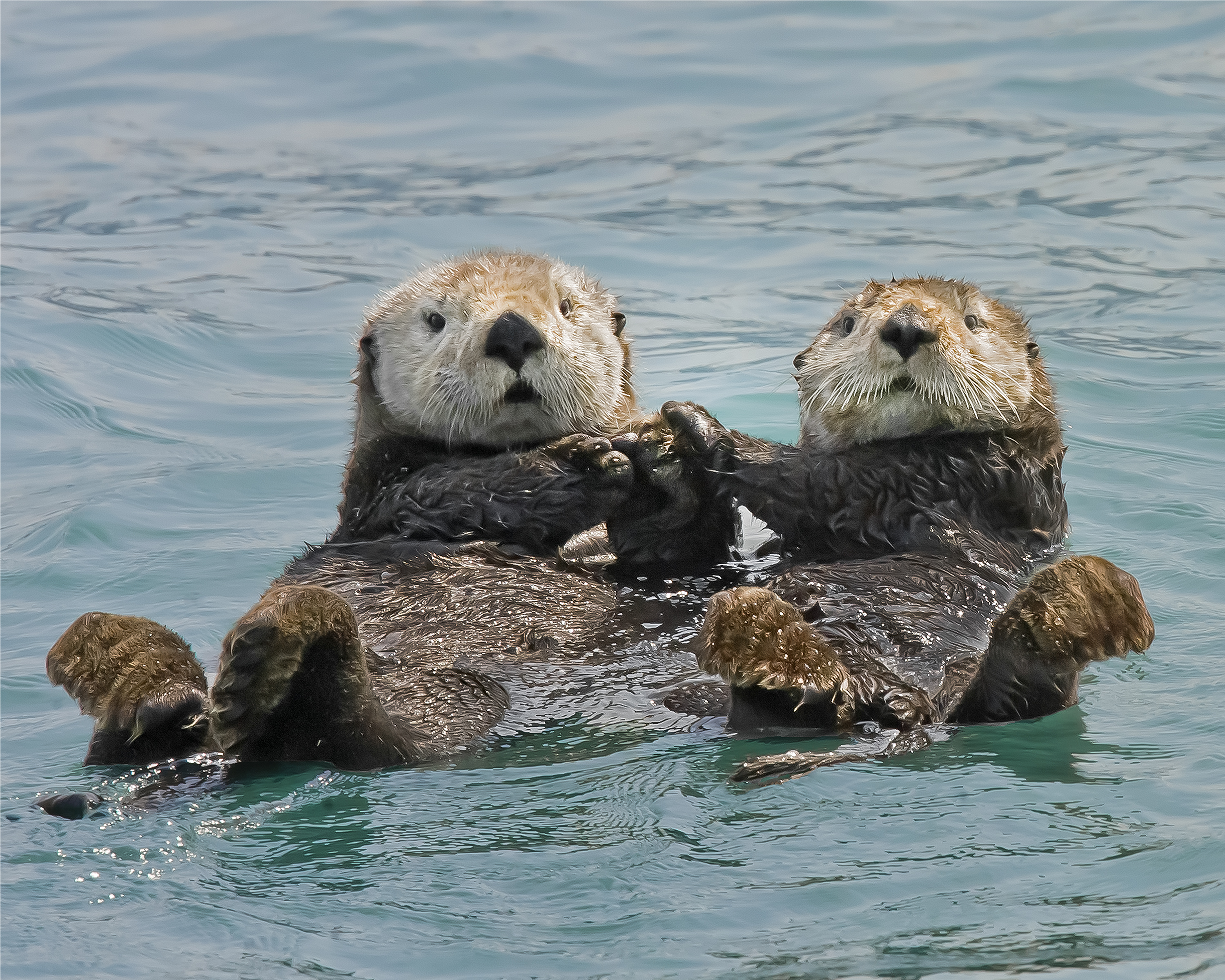 Nature Writer Releases Book On Sea Otters IC News Ithaca College